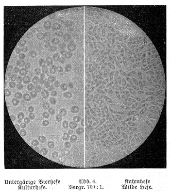 Abb. aus: Thörner: Über ein Vergleichsmikroskop; Mikrokosmos (Jg. 6, 1912/13, S.123 ff.)